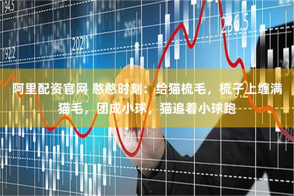 阿里配资官网 憨憨时刻：给猫梳毛，梳子上缠满猫毛，团成小球，猫追着小球跑